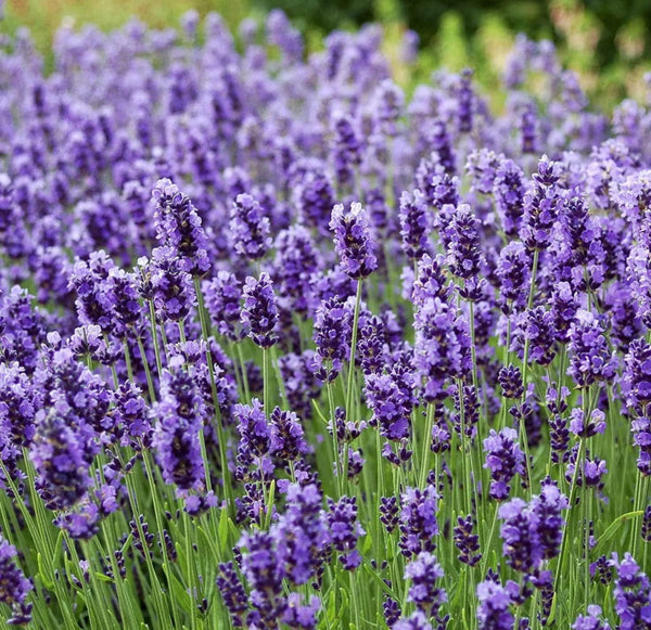 Lavender Fields Body Butter
