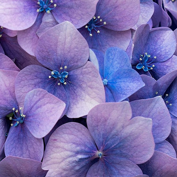 Love’s Sweet Spell Body Butter